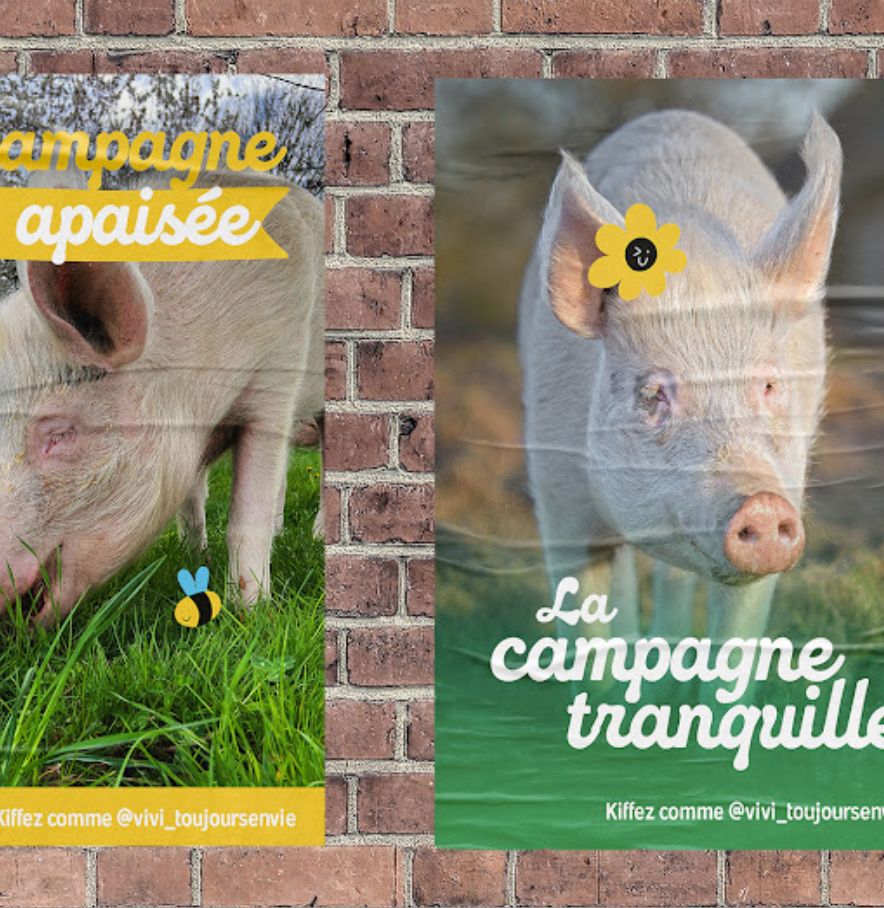 agence raymonde projet la vie